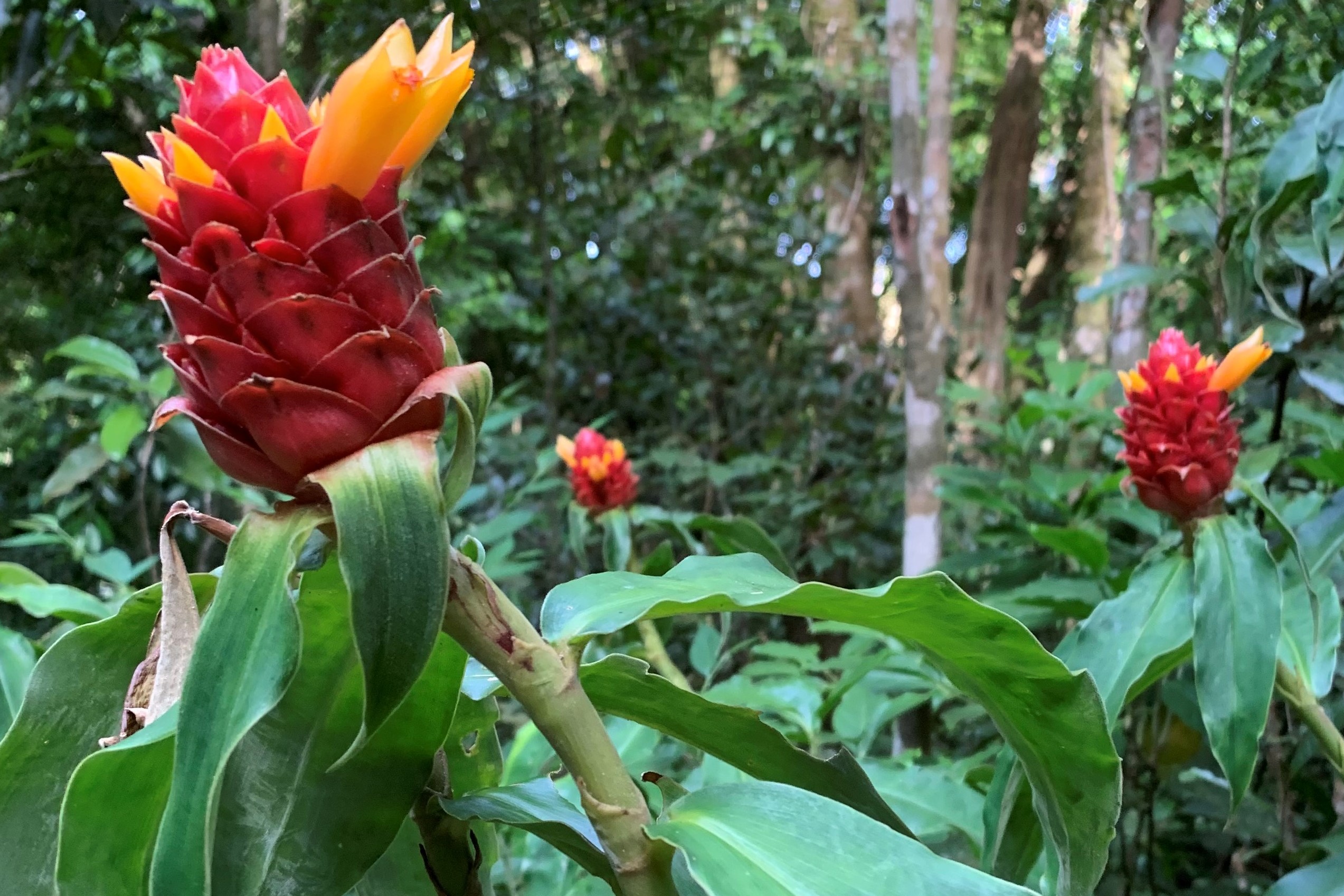 Costa Rica